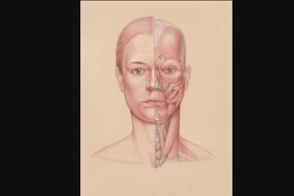 Anatomy and Structure of the Head for Portraiture - Anatomy Drawing